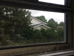 Dumetella carolinensis