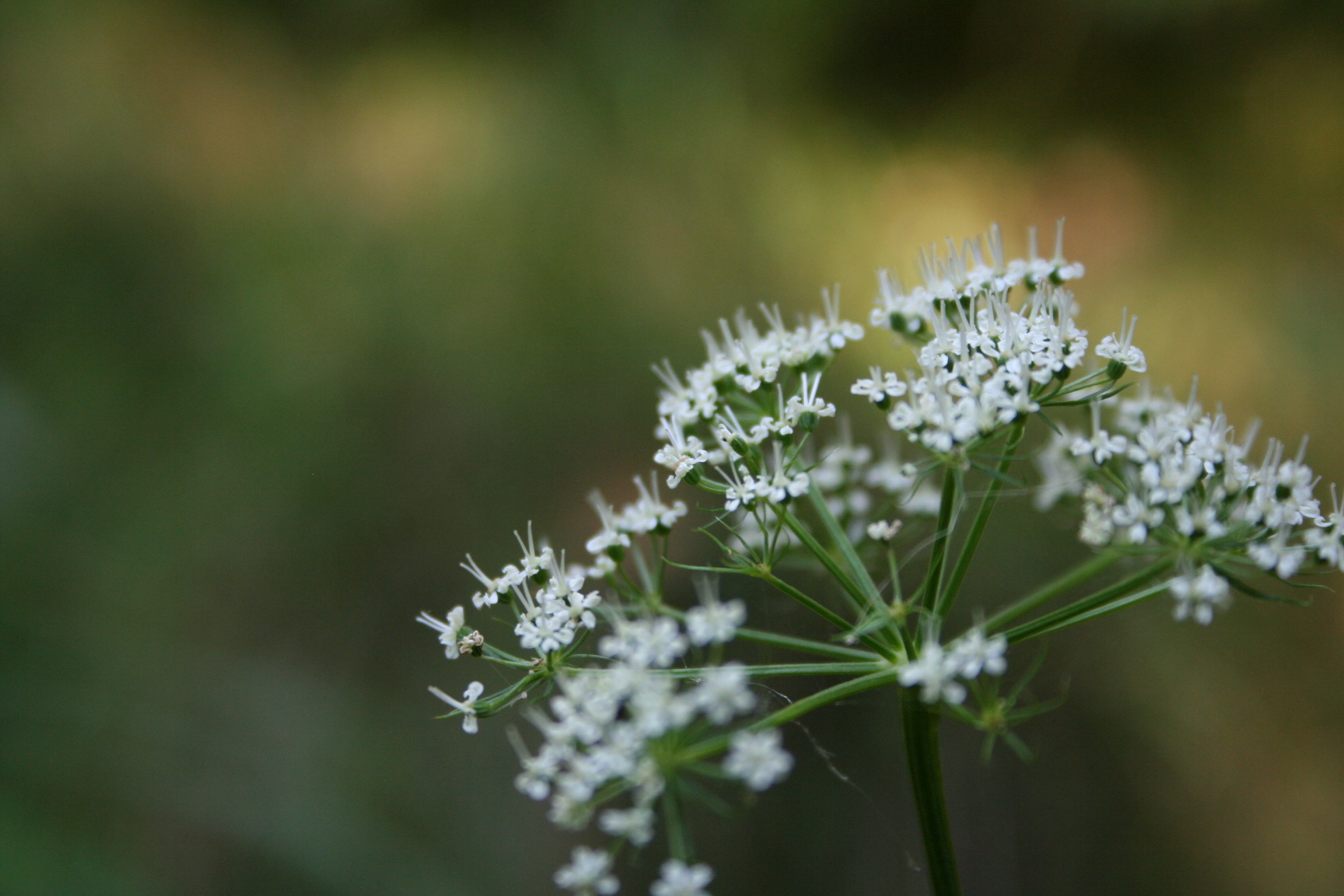 Peucedanum