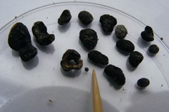 Sclerotinia sclerotiorum