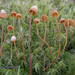 Galerina atkinsoniana - Photo (c) Jerry Cooper, alguns direitos reservados (CC BY), uploaded by Jerry Cooper