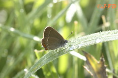 Satyrium acaciae