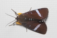 Argyrolepidia aequalis