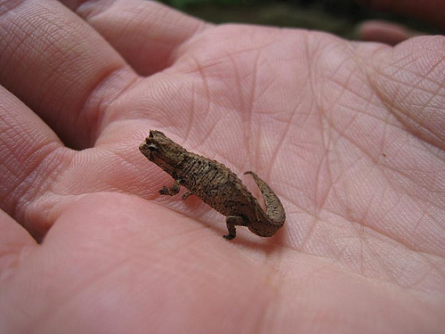 Minute Leaf Chameleon
