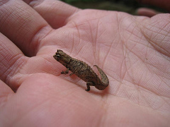 Minute Leaf Chameleon photo 3
