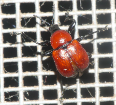 Attelabus nitens