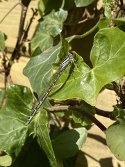 Enallagma cyathigerum