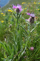 Centaurea uniflora