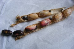 Sclerotinia sclerotiorum