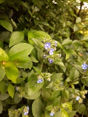 Pentaglottis sempervirens