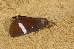 Argyrolepidia aequalis