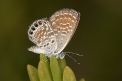Brephidium exilis isophthalma