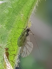 Microlophium carnosum