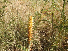 Orobanche artemisiae-campestris