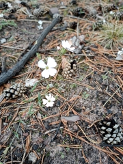 Silene linnaeana