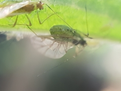 Microlophium carnosum
