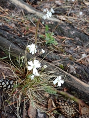 Silene linnaeana