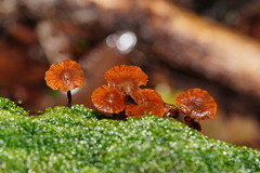 Kuehneromyces brunneoalbescens