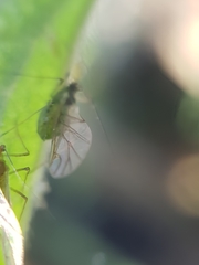 Microlophium carnosum