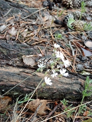 Silene linnaeana