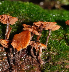 Kuehneromyces brunneoalbescens