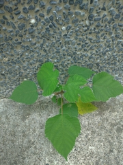 Broussonetia papyrifera