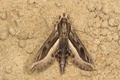 Hippotion velox