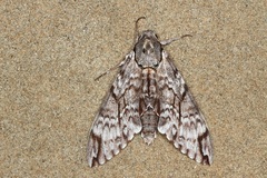 Psilogramma exigua