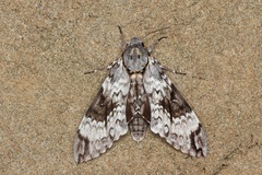 Psilogramma papuensis