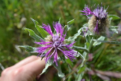 Centaurea uniflora