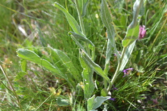 Centaurea uniflora