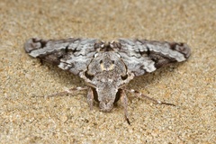 Psilogramma papuensis