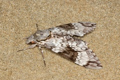 Psilogramma papuensis