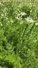 Meum athamanticum