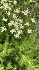 Meum athamanticum