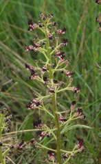 Scrophularia juratensis