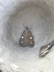 Udea olivalis