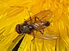 Thricops semicinereus