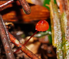 Mycena toyerlaricola