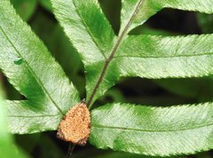 Sycacantha inopinata