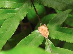 Sycacantha inopinata