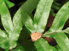 Sycacantha inopinata