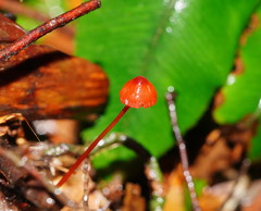 Mycena toyerlaricola