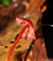 Mycena toyerlaricola