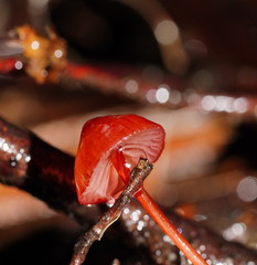Mycena toyerlaricola
