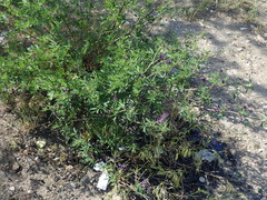 Medicago sativa