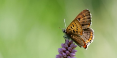 Lycaena helle