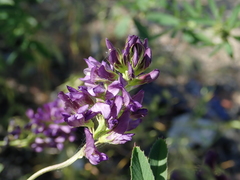 Medicago sativa