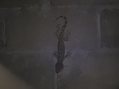 Gekko gecko