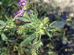 Medicago sativa