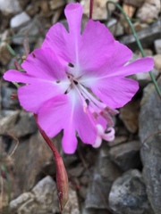 Clarkia breweri